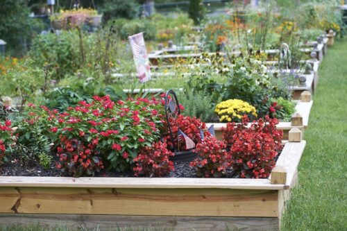 garden beds with flowers